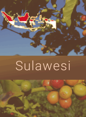 Sulawesi coffee image
